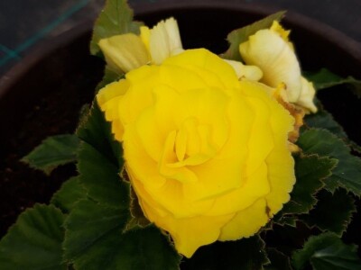 Uzgoj cveća hobi koji traži rad i posećenost ali i opušta