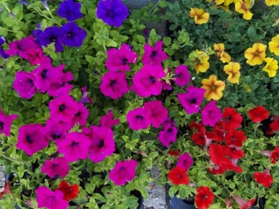 Uzgoj cveća hobi koji traži rad i posećenost ali i opušta