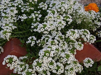 Uzgoj cveća hobi koji traži rad i posećenost ali i opušta