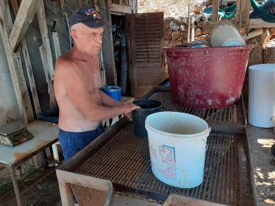 Uzgoj dagnji