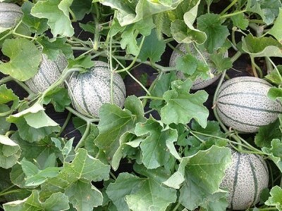 Uzgoj dinja u dolini Neretve