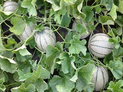 Uzgoj dinja u dolini Neretve Uzgoj dinja u dolini Neretve