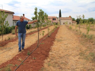 Uzgoj divljih šparoga