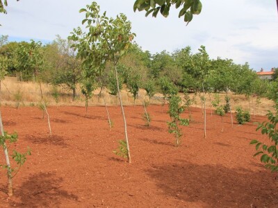 Uzgoj divljih šparoga