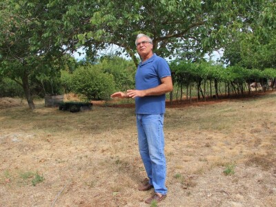 Uzgoj divljih šparoga