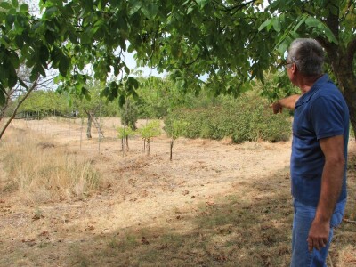 Uzgoj divljih šparoga