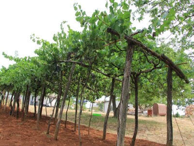 Uzgoj divljih šparoga