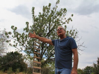 Uzgoj divljih šparoga