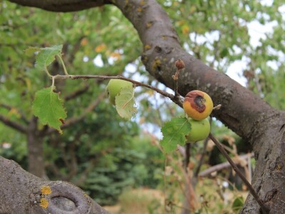 Uzgoj divljih šparoga