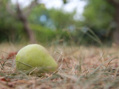 Uzgoj divljih šparoga