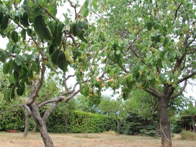 Uzgoj divljih šparoga