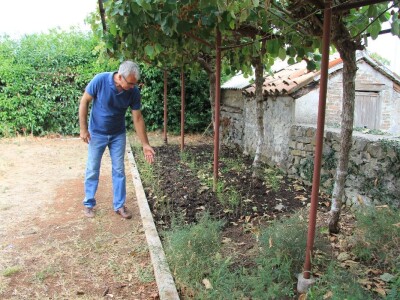 Uzgoj divljih šparoga