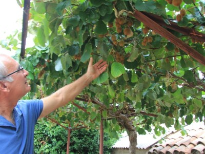 Uzgoj divljih šparoga