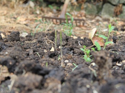 Uzgoj divljih šparoga