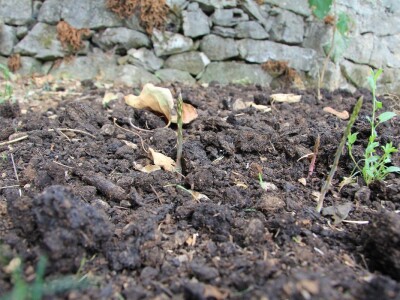 Uzgoj divljih šparoga