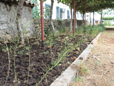 Uzgoj divljih šparoga