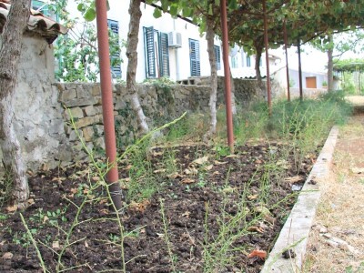 Uzgoj divljih šparoga