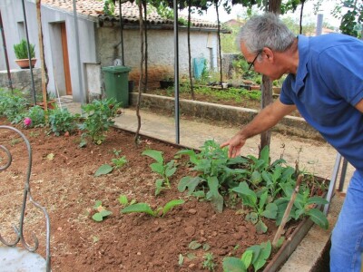 Uzgoj divljih šparoga