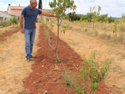 Uzgoj divljih šparoga
