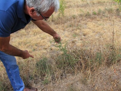 Uzgoj divljih šparoga