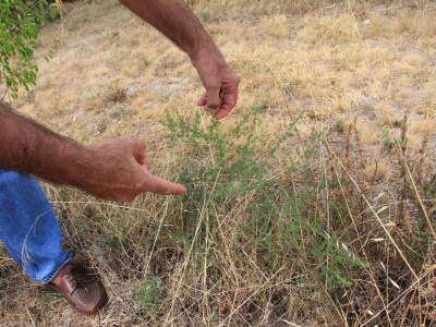 Uzgoj divljih šparoga