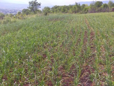 Uzgoj češnjaka u dalmatinskom kršu