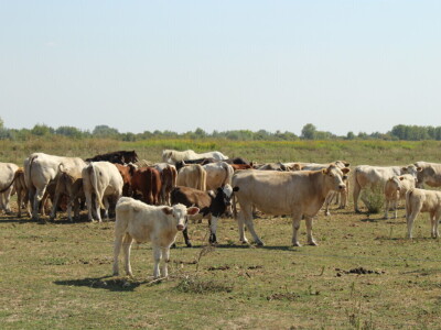 Uzgoj goveda na obrtu Purić