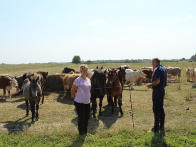 Uzgoj goveda na obrtu Purić