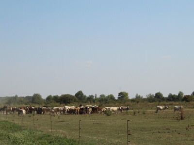 Uzgoj goveda na obrtu Purić