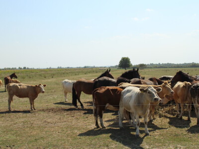 Uzgoj goveda na obrtu Purić
