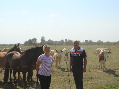 Uzgoj goveda na obrtu Purić