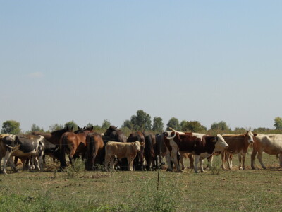Uzgoj goveda na obrtu Purić