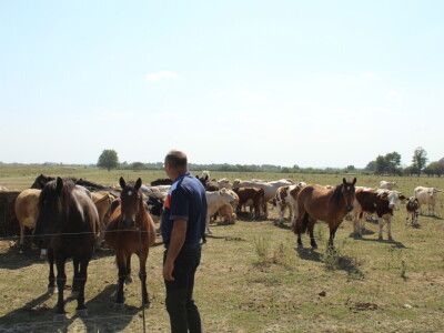Uzgoj goveda na obrtu Purić
