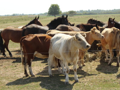 Uzgoj goveda na obrtu Purić