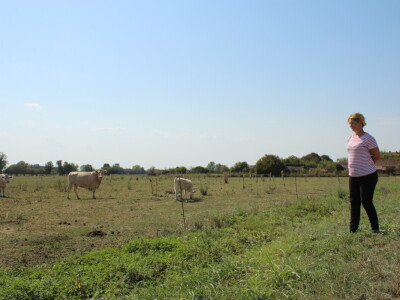 Uzgoj goveda na obrtu Purić