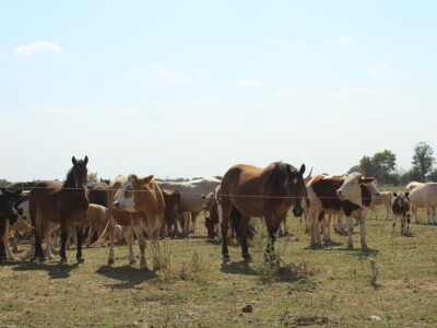 Uzgoj goveda na obrtu Purić