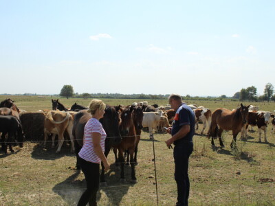 Uzgoj goveda na obrtu Purić