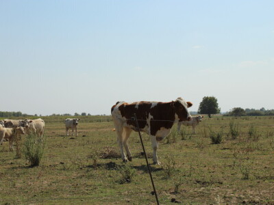 Uzgoj goveda na obrtu Purić