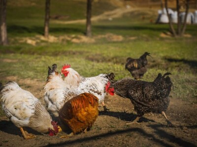Uzgoj heljde i pira u Zagorju
