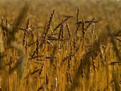 Uzgoj heljde i pira u Zagorju