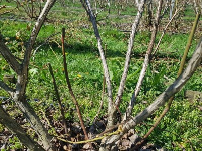 Uzgoj i rezidba borovnica