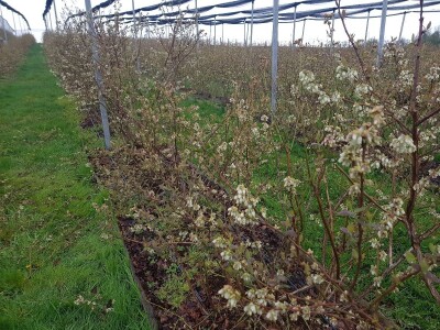 Uzgoj i rezidba borovnica