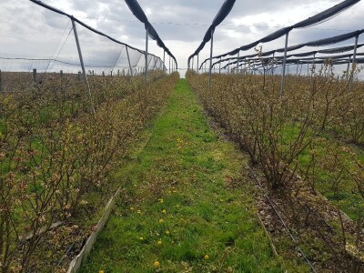 Uzgoj i rezidba borovnica