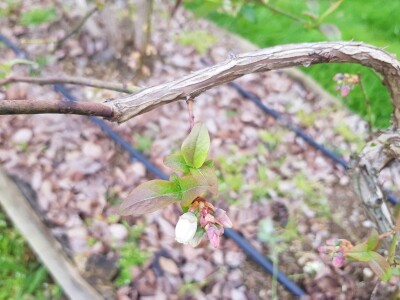 Uzgoj i rezidba borovnica
