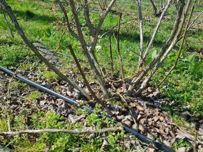 Uzgoj i rezidba borovnica