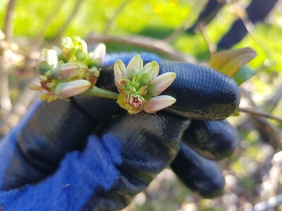 Uzgoj i rezidba borovnica