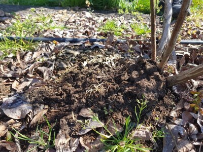 Uzgoj i rezidba borovnica