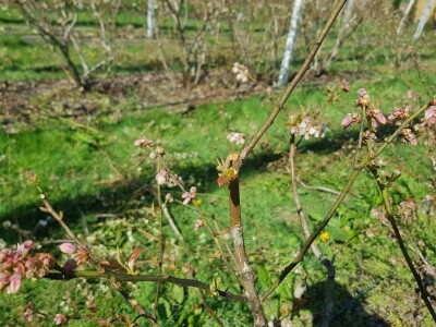 Uzgoj i rezidba borovnica