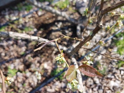 Uzgoj i rezidba borovnica