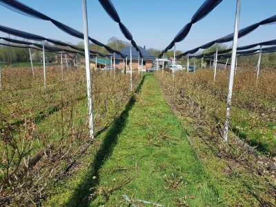 Uzgoj i rezidba borovnica